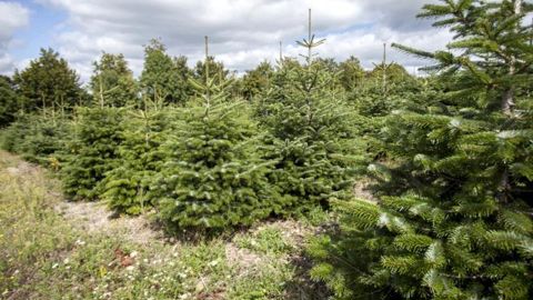 Produit frais malgré son apparence solide, après sa coupe le sapin doit être traité quasiment comme une fleur coupée. ©AFSNN